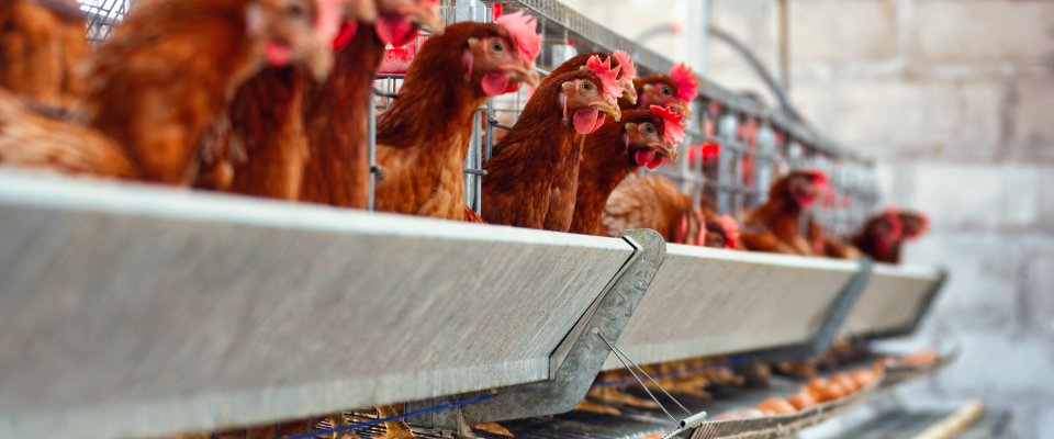 Eliminating Cruelty in Egg Production: Towards the Welfare of Layer Hens