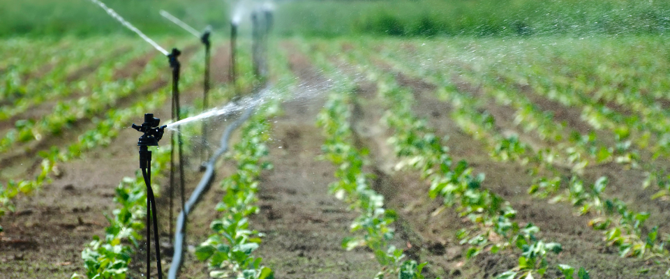 Agricultural Modernization by Fertigation: Boosting Productivity and Sustainability