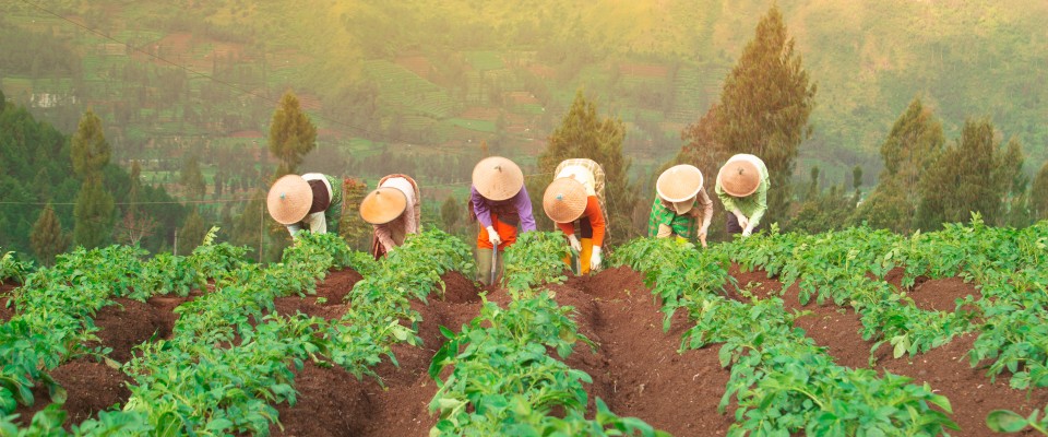 Agricultural Modernization Increasingly Sophisticated, Where Has Indonesia Been Reached?