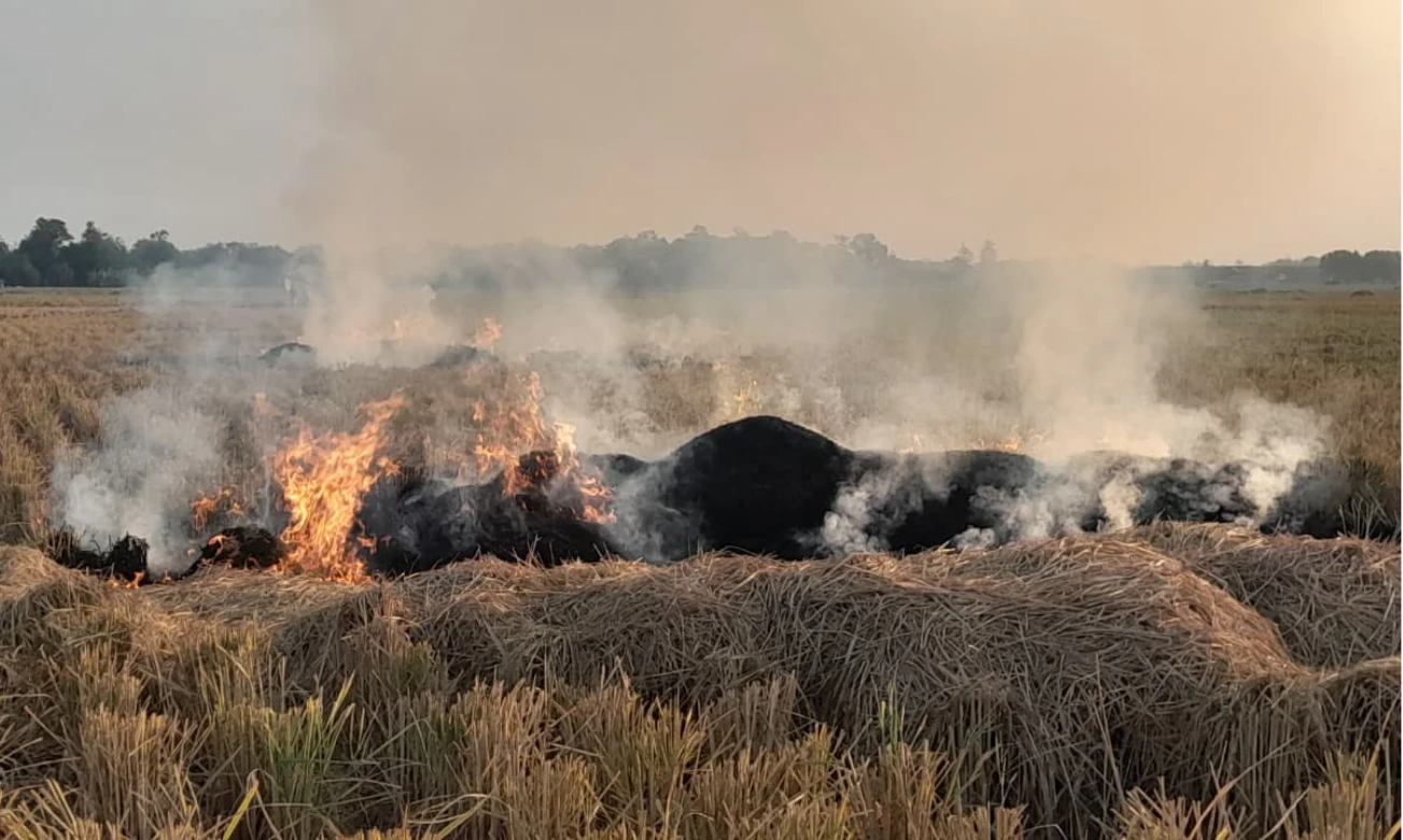 Edufarmers and Proximity Designs Launch Pilot to End Rice Straw Burning   