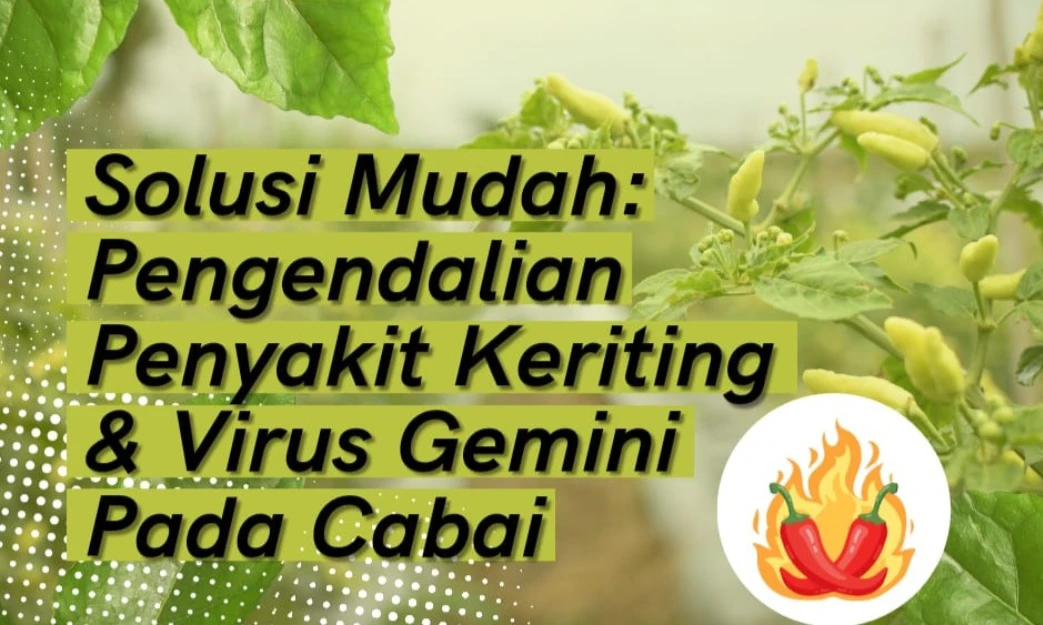 Management of Leaf Curl Disease and Gemini Virus