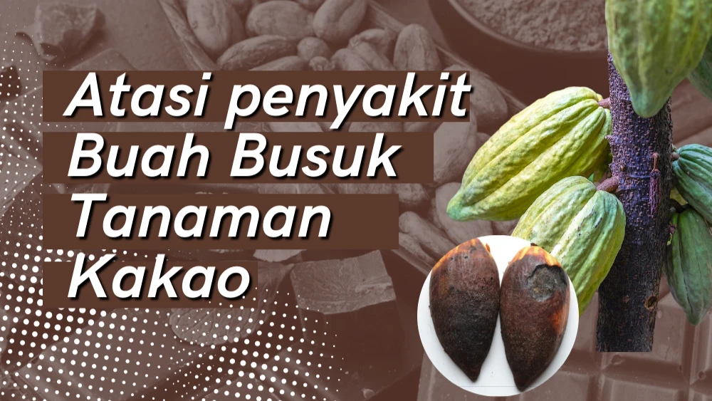 Managing Cocoa Pod Rot Disease 