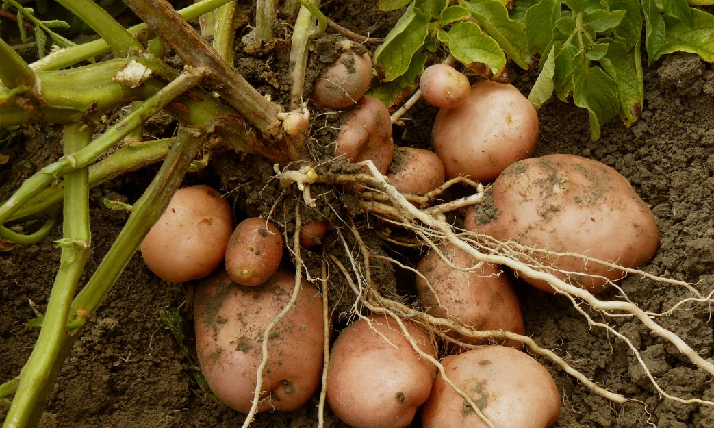 Potato Storage Techniques to Extend Shelf Life